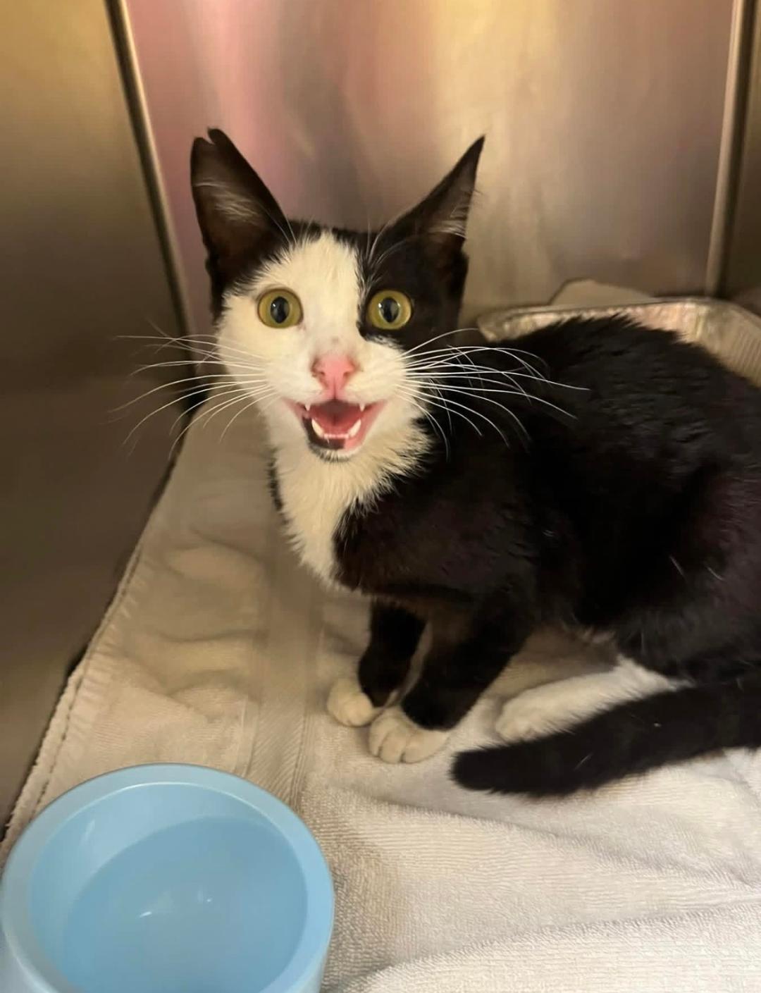 Enlarge Orlando, a Adopted Domestic Short Hair in Rowlett, TX image 1/1