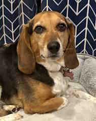 Remi, ADOPTABLE, Young Female Beagle.