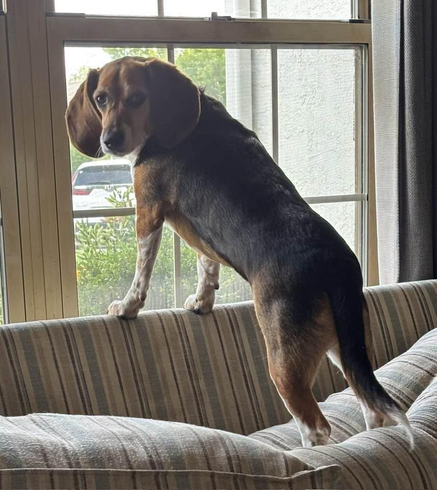 Remi, a ADOPTABLE Beagle in Mantua, NJ image 2/2