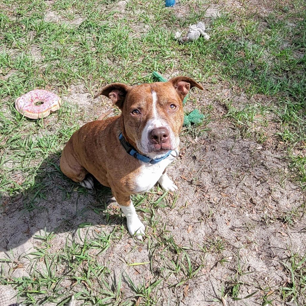 Shyanne, Adoptable, Senior Female Mixed Breed.