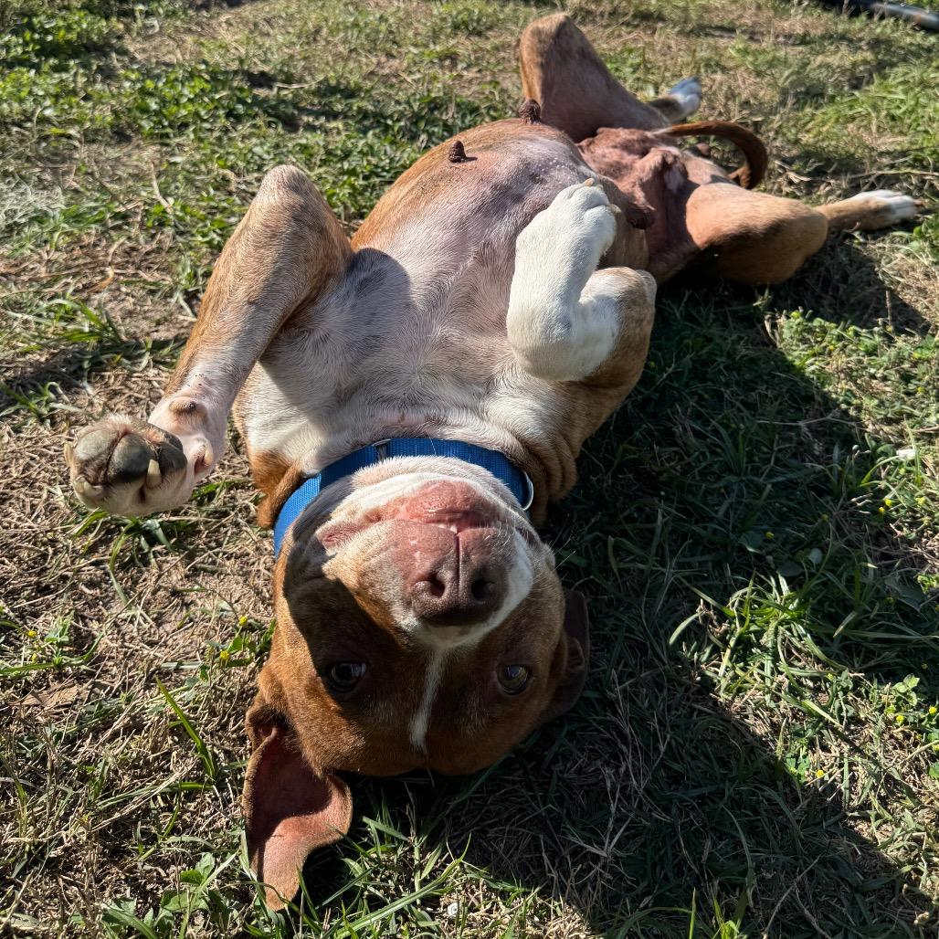 Enlarge Shyanne, a Adoptable Mixed Breed in Lake Panasoffkee, FL image 2/6