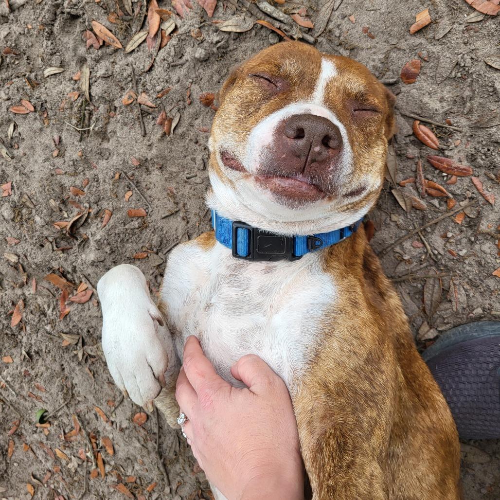 Enlarge Shyanne, a Adoptable Mixed Breed in Lake Panasoffkee, FL image 3/6