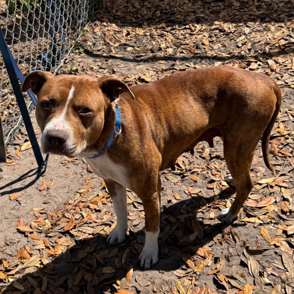 Enlarge Shyanne, a Adoptable Mixed Breed in Lake Panasoffkee, FL image 4/6