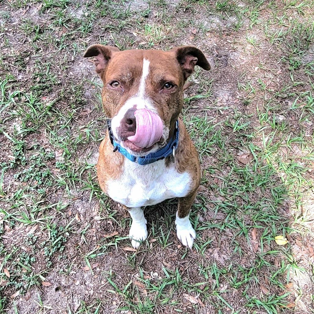 Enlarge Shyanne, a Adoptable Mixed Breed in Lake Panasoffkee, FL image 5/6