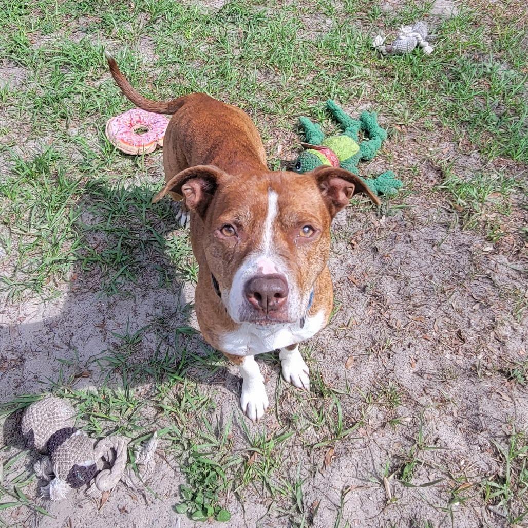 Enlarge Shyanne, a Adoptable Mixed Breed in Lake Panasoffkee, FL image 6/6