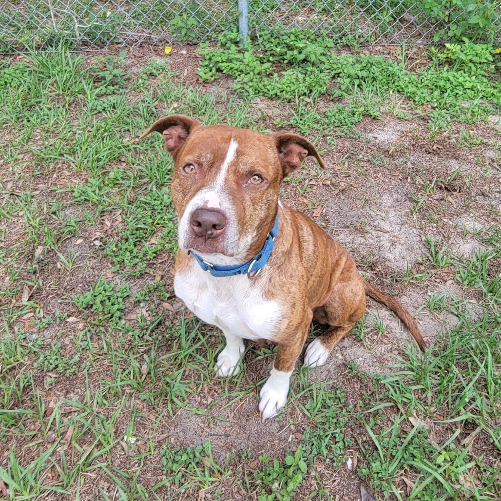 Shyanne, a Adoptable Mixed Breed in Lake Panasoffkee, FL image 6/6