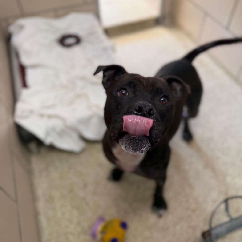 Auria, a Adoptable Staffordshire Bull Terrier in Conshohocken, PA image 1/6