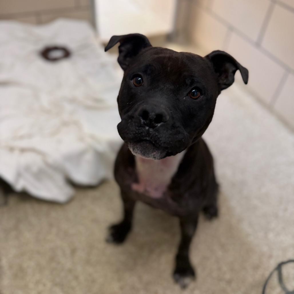 Auria, a Adoptable Staffordshire Bull Terrier in Conshohocken, PA image 2/6