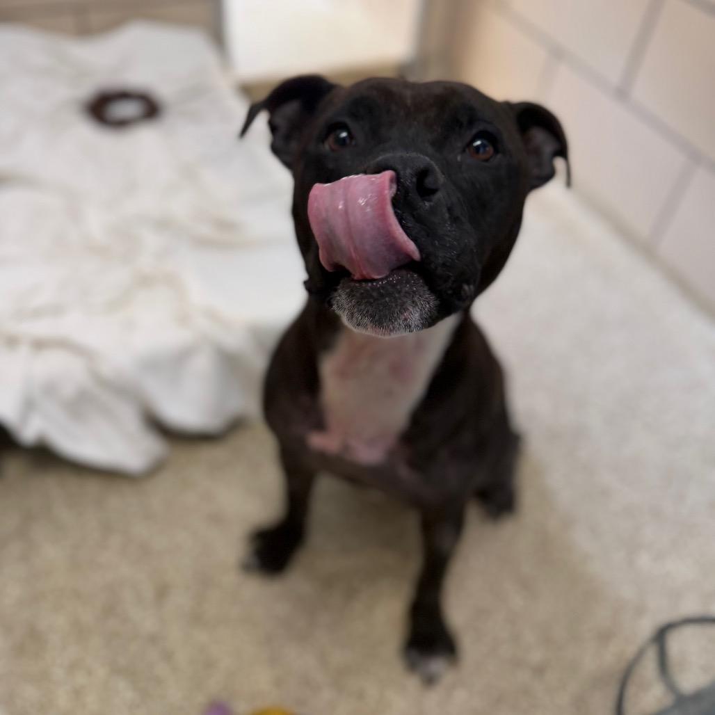 Auria, a Adoptable Staffordshire Bull Terrier in Conshohocken, PA image 3/6