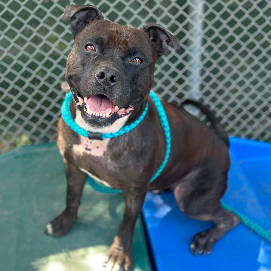 Auria, a Adoptable Staffordshire Bull Terrier in Conshohocken, PA image 4/6