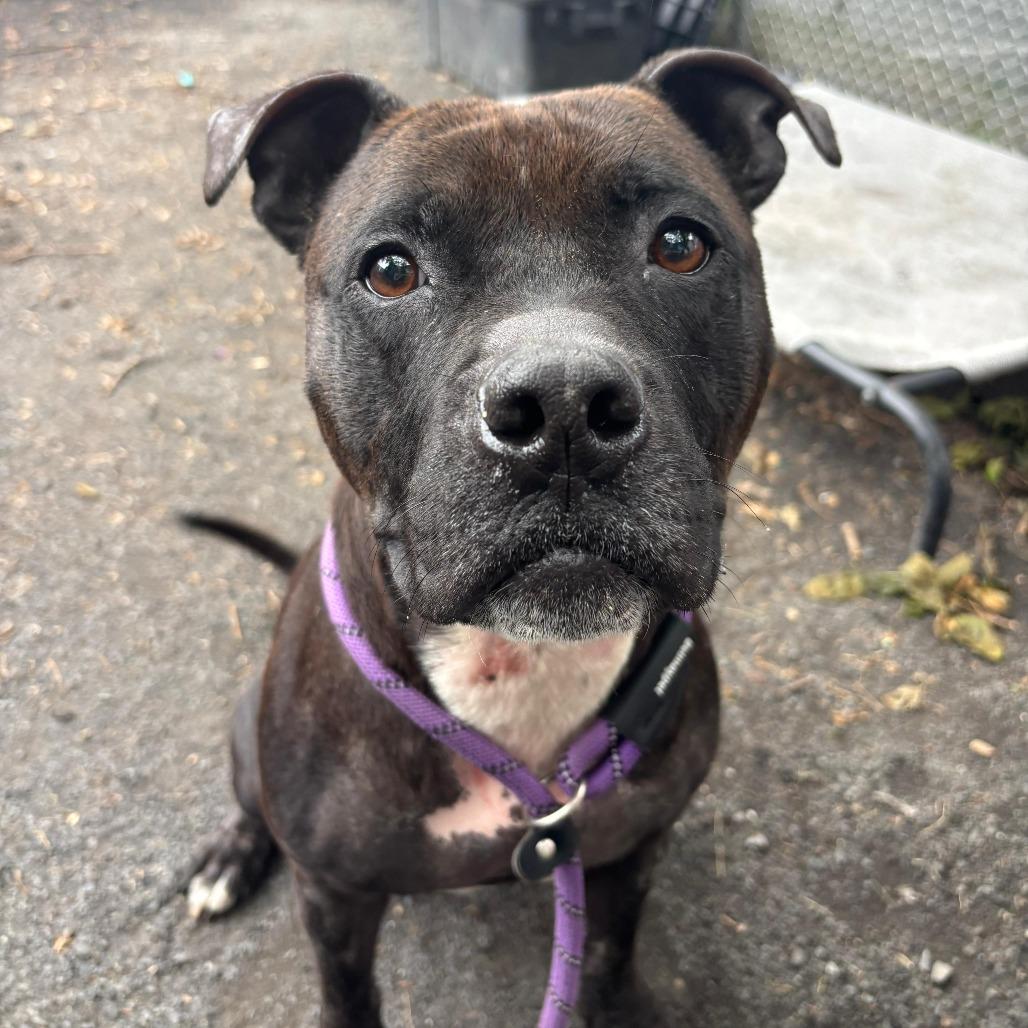Auria, a Adoptable Staffordshire Bull Terrier in Conshohocken, PA image 5/6