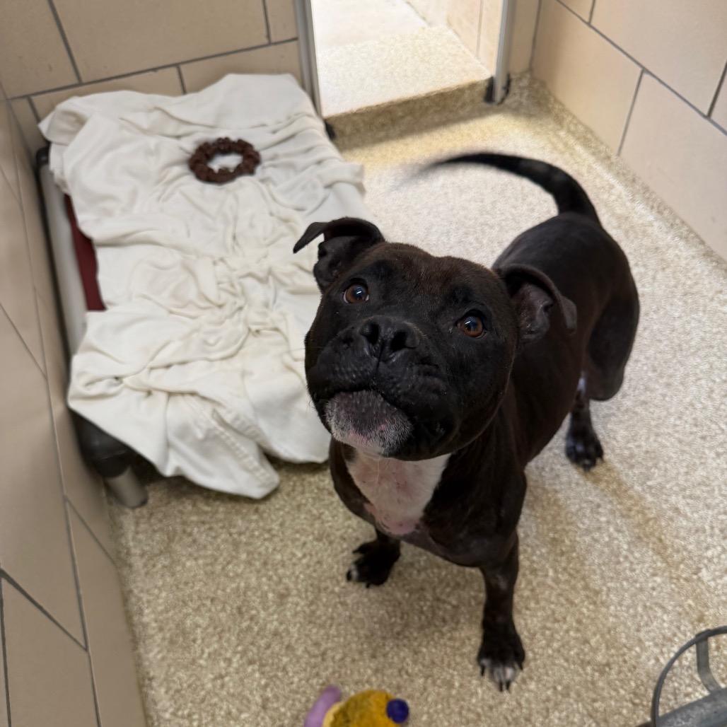 Auria, a Adoptable Staffordshire Bull Terrier in Conshohocken, PA image 6/6