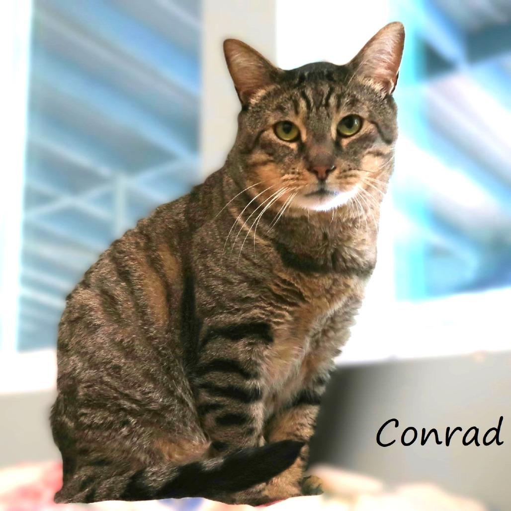 Enlarge Conrad, a Adoptable Domestic Short Hair in Yucaipa, CA image 1/5
