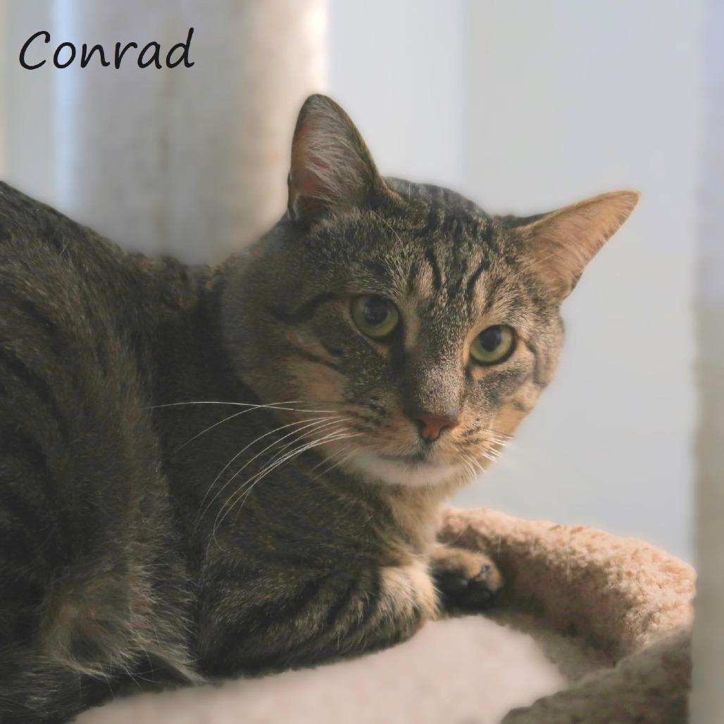 Enlarge Conrad, a Adoptable Domestic Short Hair in Yucaipa, CA image 1/4