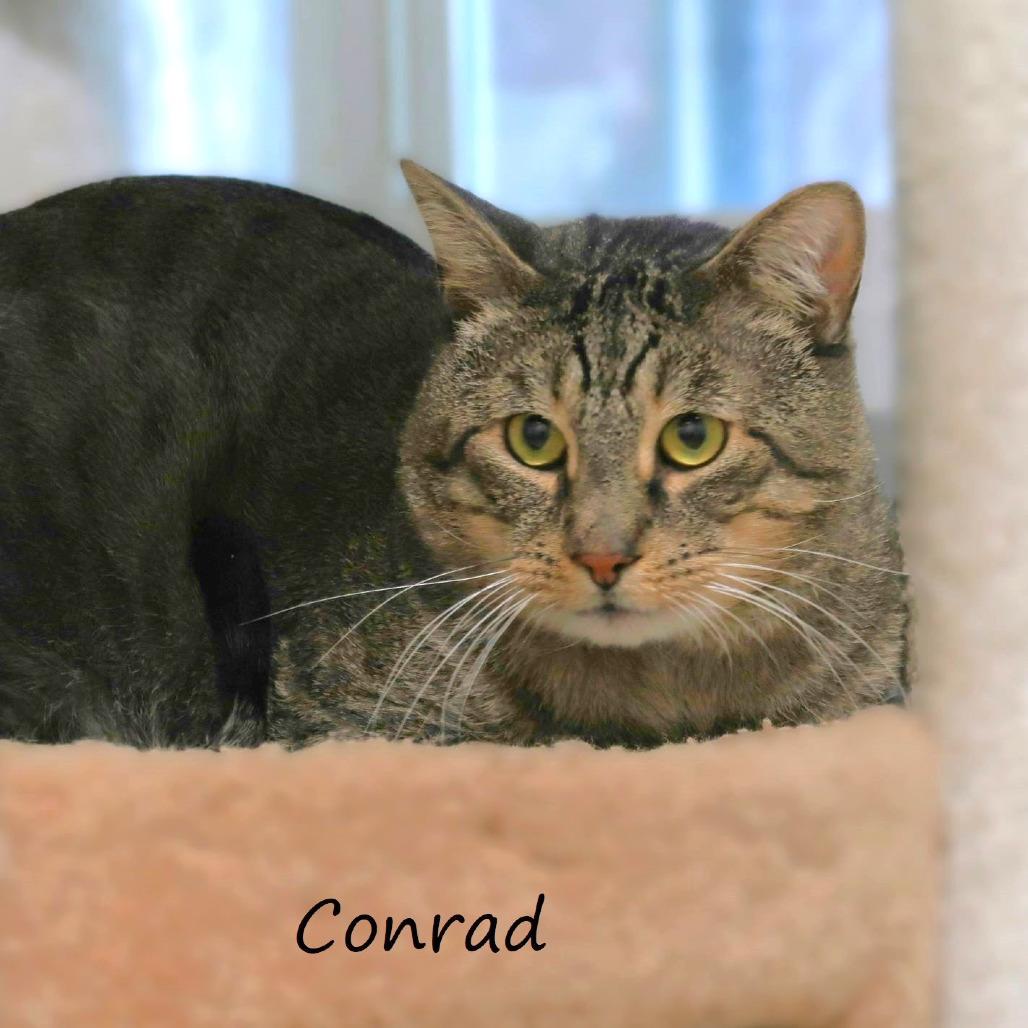 Conrad, Adoptable, Senior Male Domestic Short Hair.