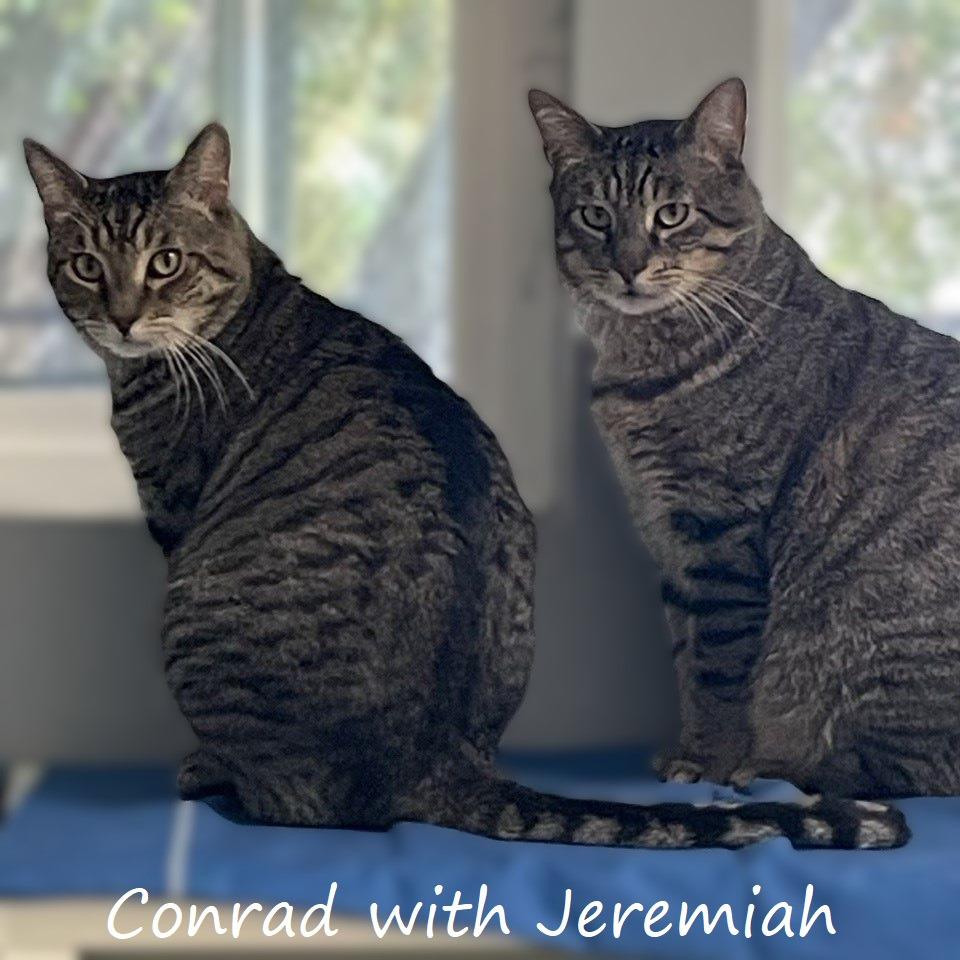 Conrad, a Adoptable Domestic Short Hair in Yucaipa, CA image 2/6