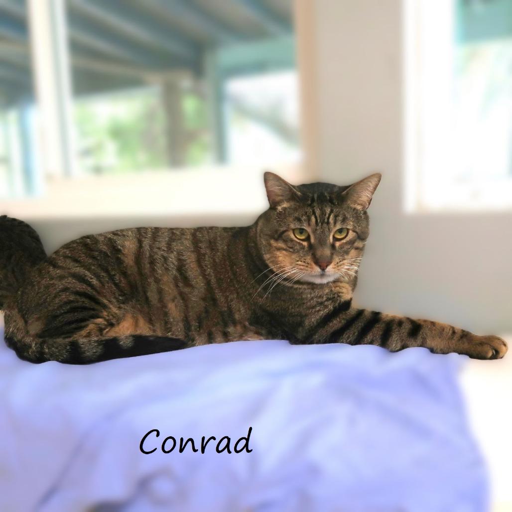 Enlarge Conrad, a Adoptable Domestic Short Hair in Yucaipa, CA image 2/5