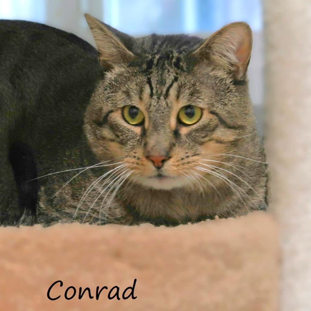 Enlarge Conrad, a Adoptable Domestic Short Hair in Yucaipa, CA image 3/5
