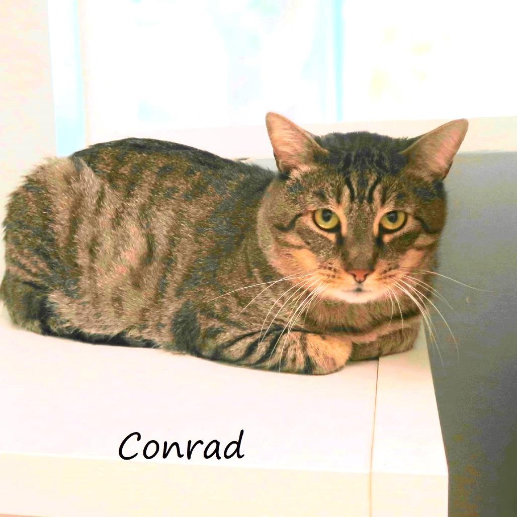 Enlarge Conrad, a Adoptable Domestic Short Hair in Yucaipa, CA image 4/5