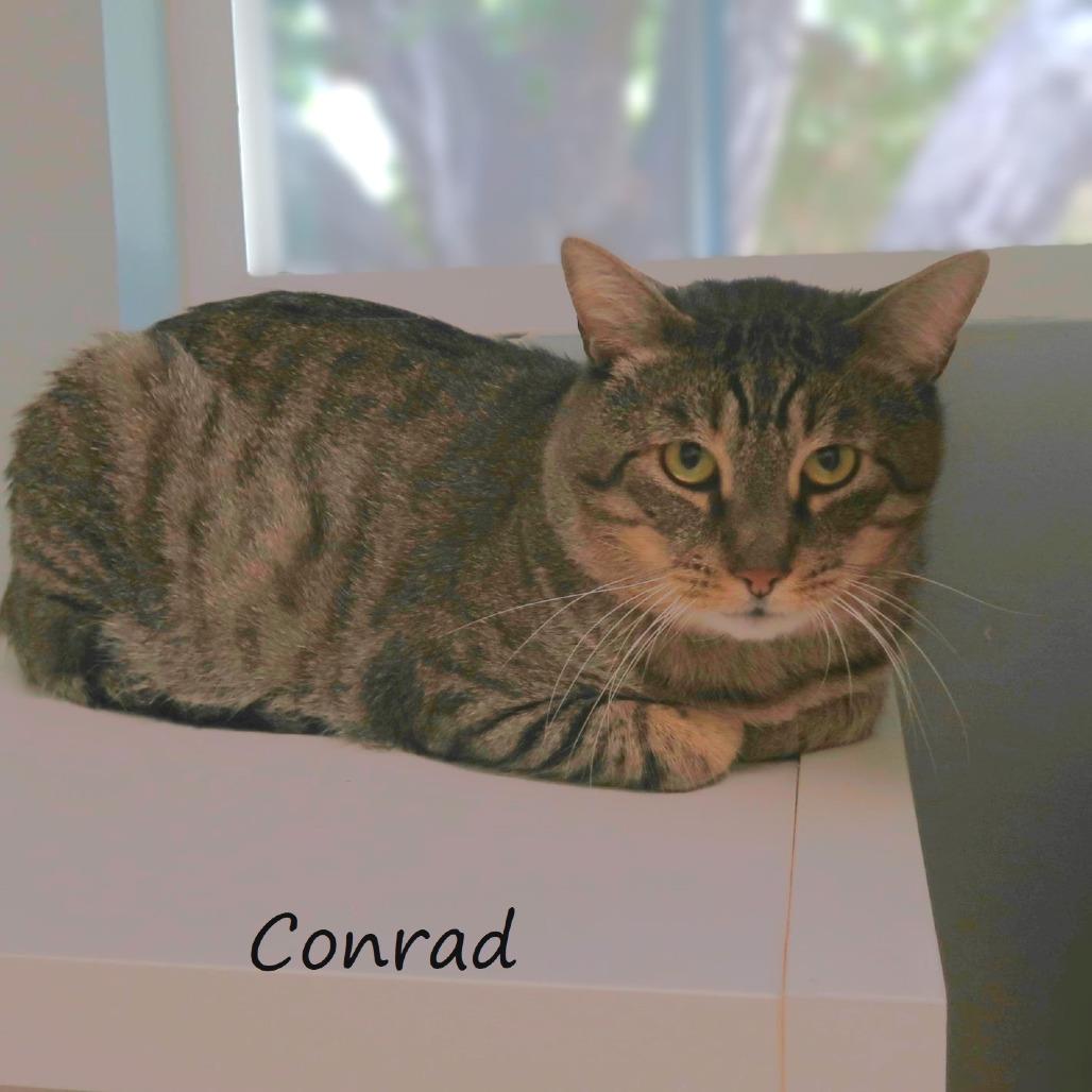 Enlarge Conrad, a Adoptable Domestic Short Hair in Yucaipa, CA image 2/4