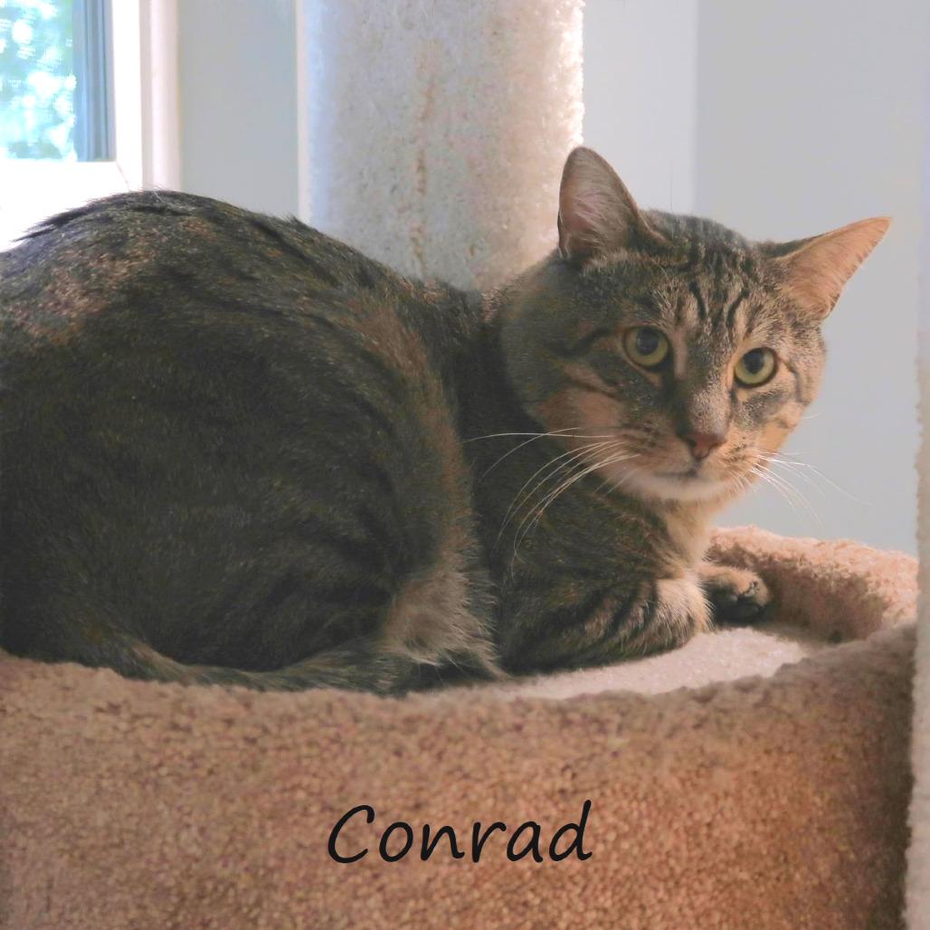 Enlarge Conrad, a Adoptable Domestic Short Hair in Yucaipa, CA image 4/4