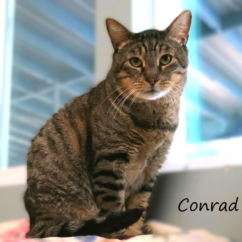 Enlarge Conrad, a Adoptable Domestic Short Hair in Yucaipa, CA image 4/4