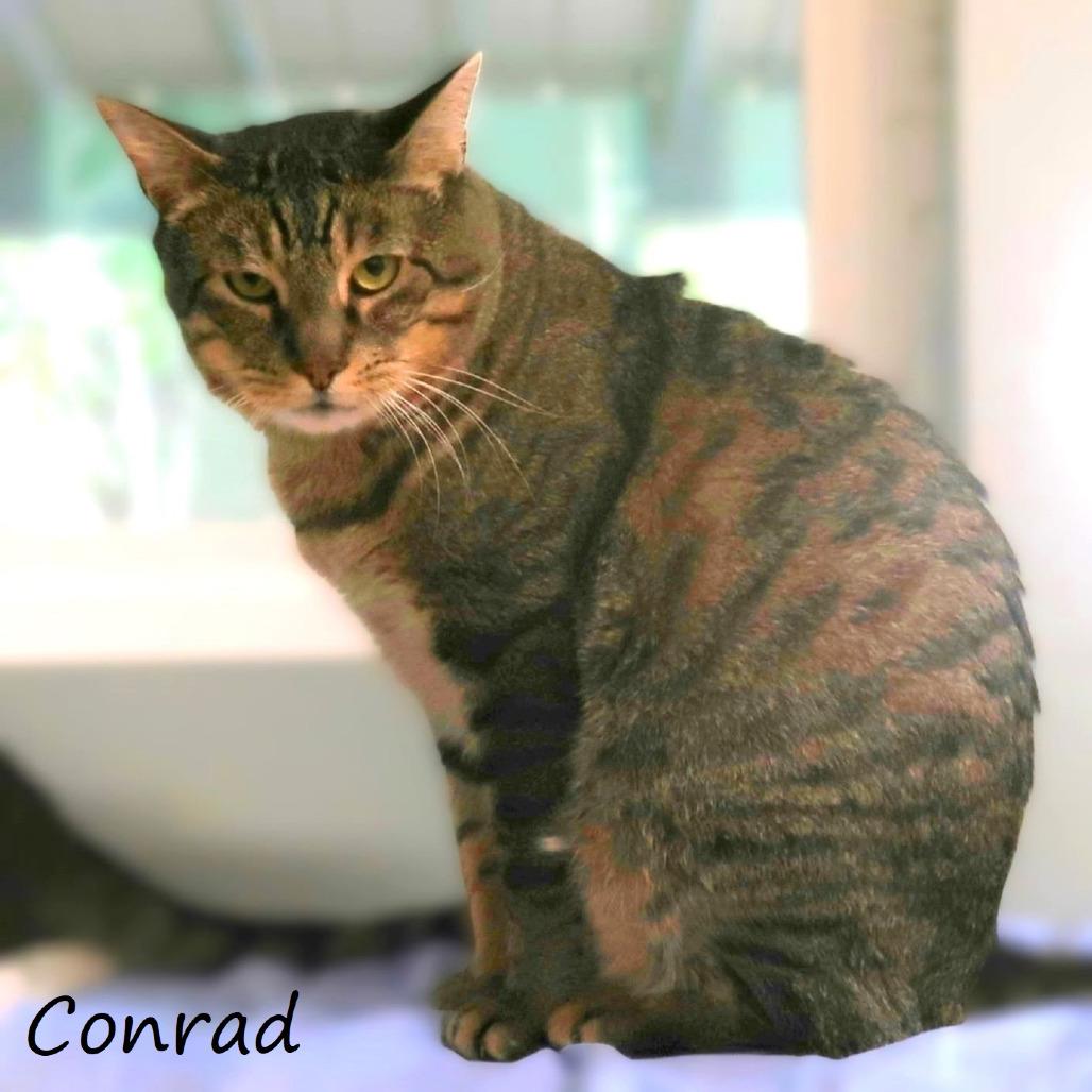 Enlarge Conrad, a Adoptable Domestic Short Hair in Yucaipa, CA image 5/5