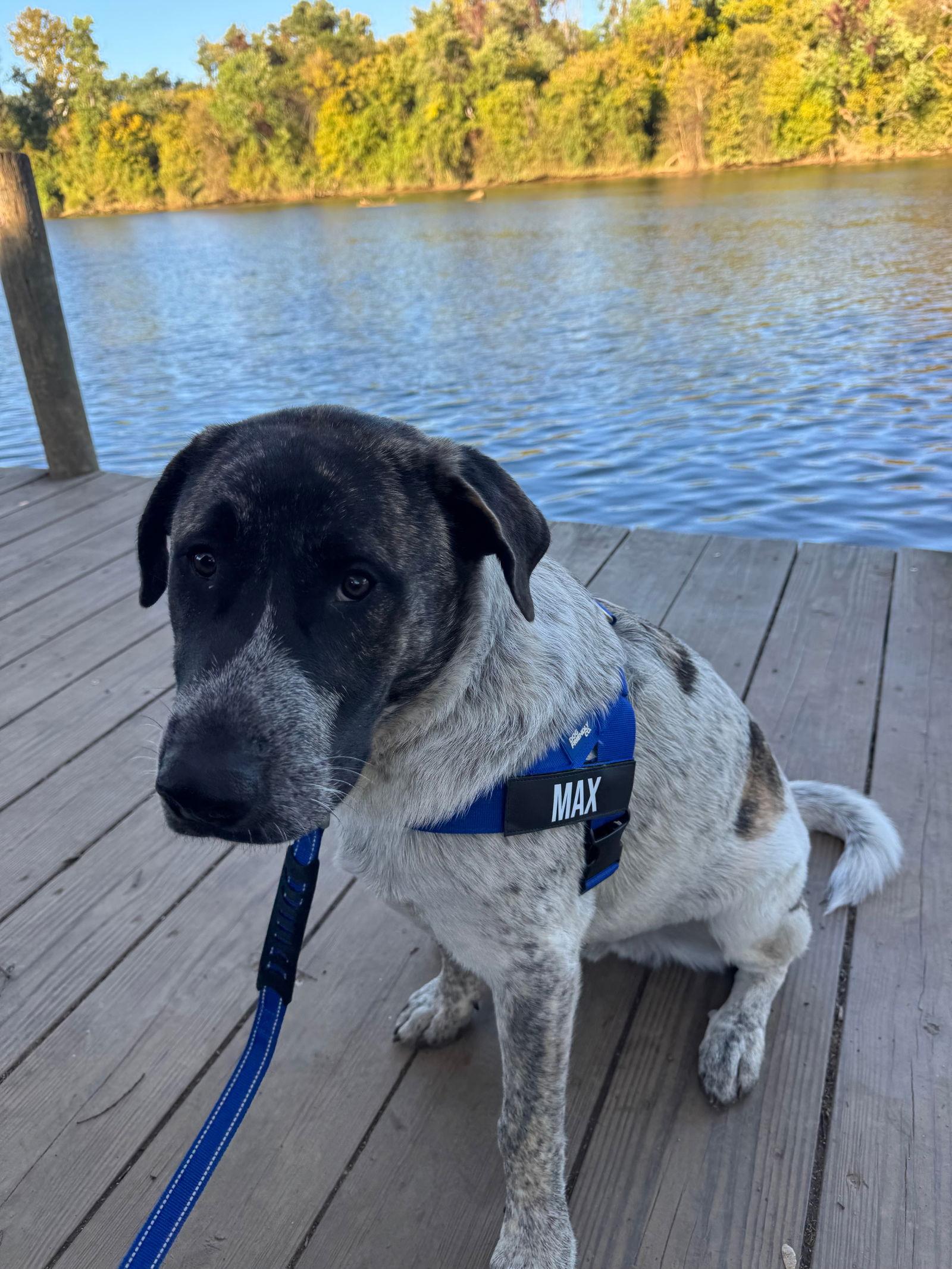 Enlarge Cottontail (Max), a Adoptable Great Pyrenees in Chambersburg, PA image 1/3