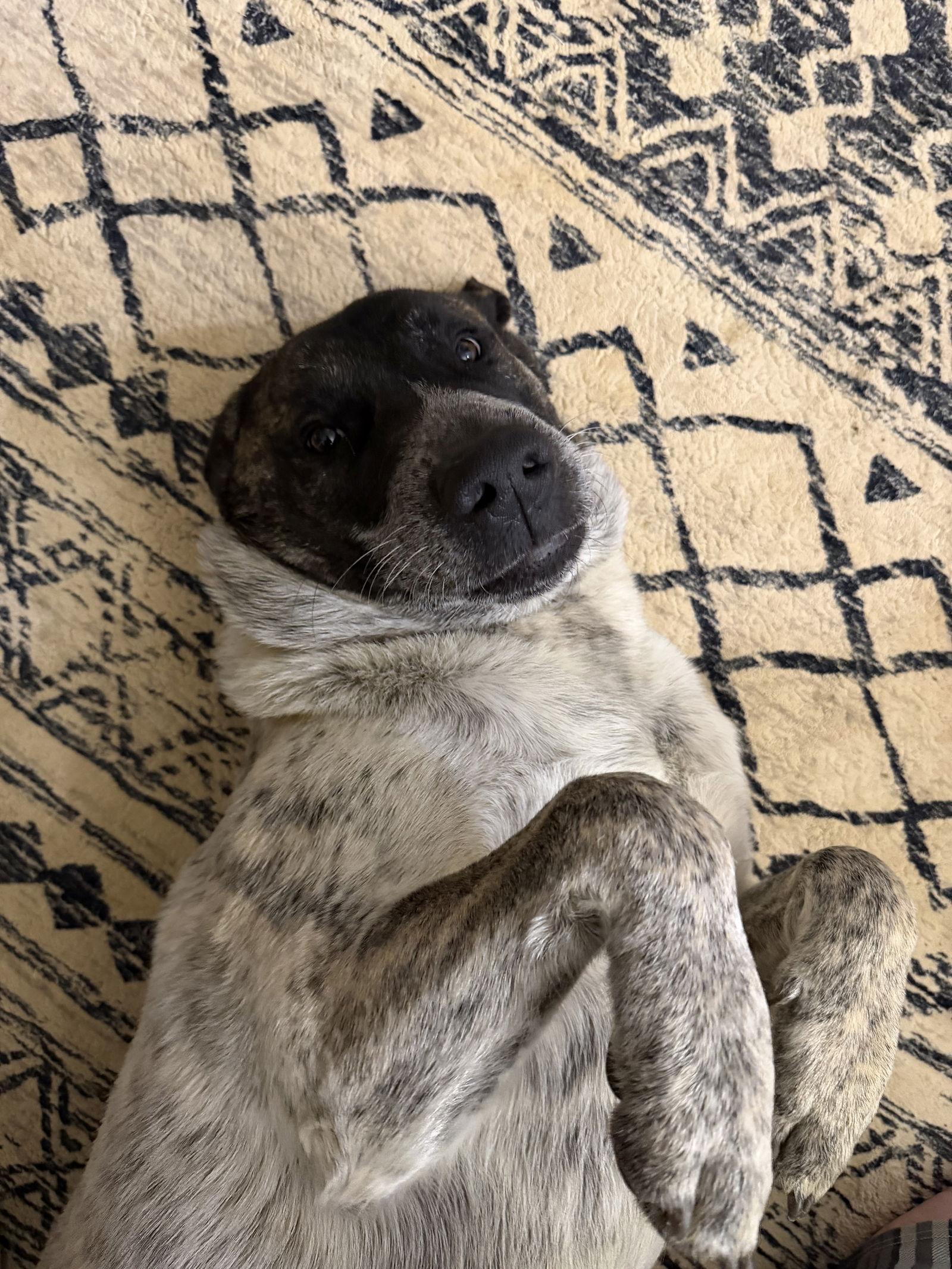 Enlarge Cottontail (Max), a Adoptable Great Pyrenees in Chambersburg, PA image 2/3
