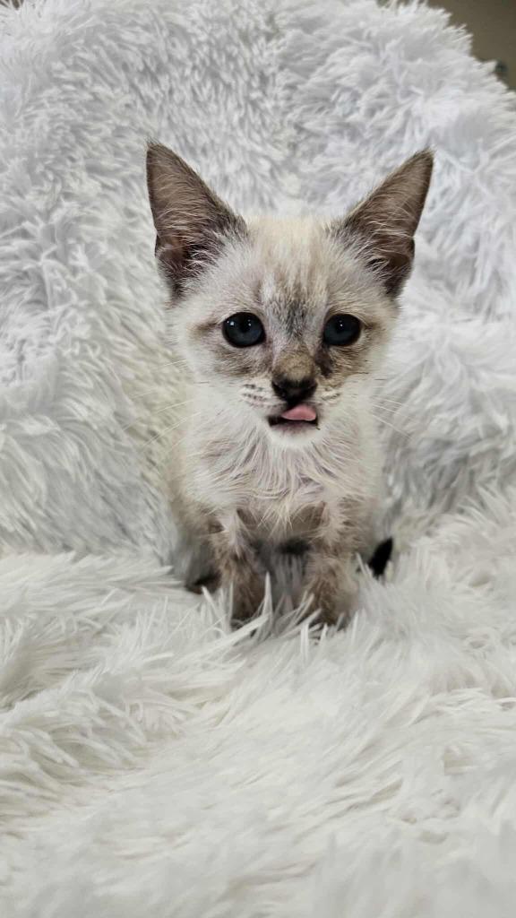 Tempest - PENDING ADOPTION, Adoptable, Young Female Siamese.