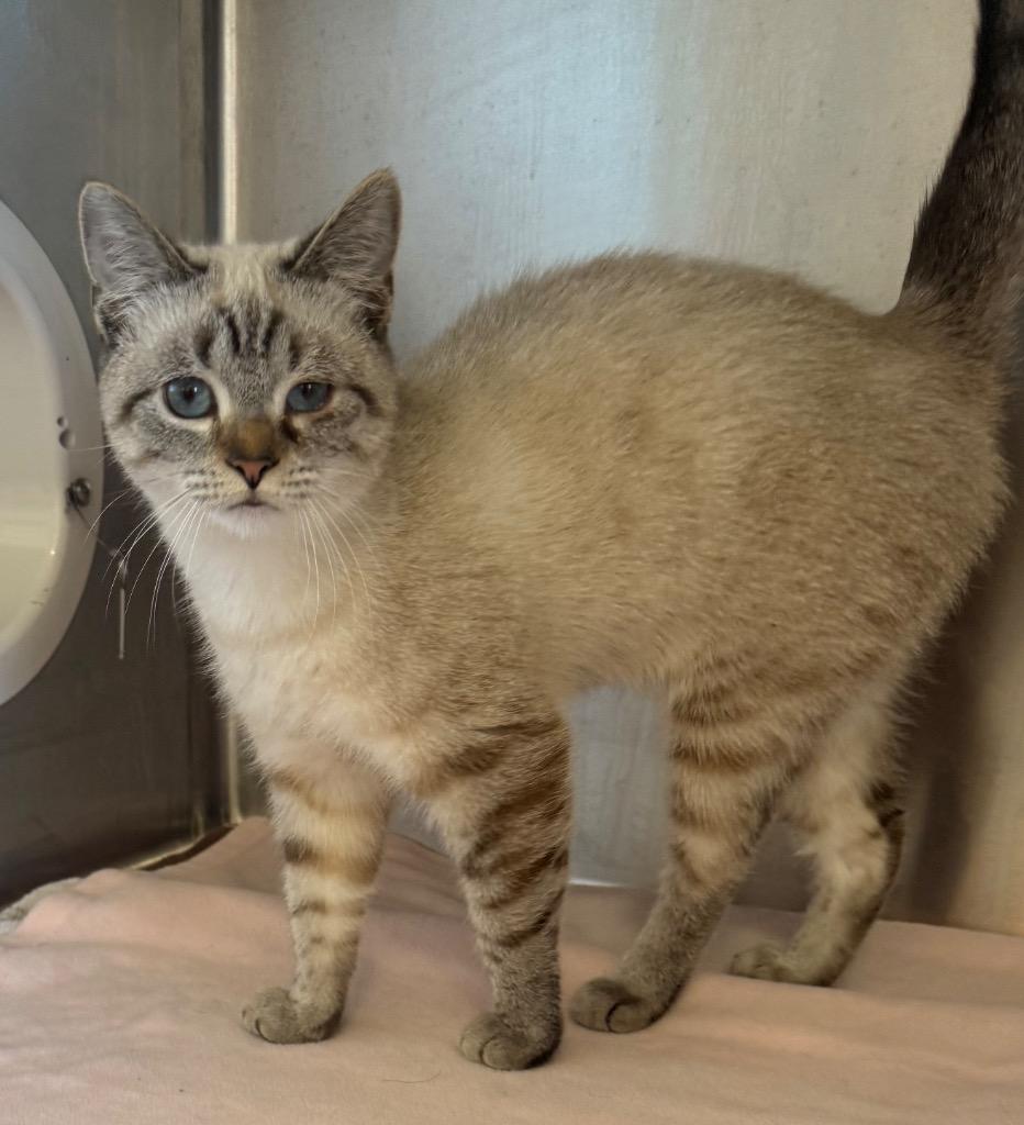 Enlarge Tempest - PENDING ADOPTION, a Adoptable Siamese in Defiance, OH image 2/6