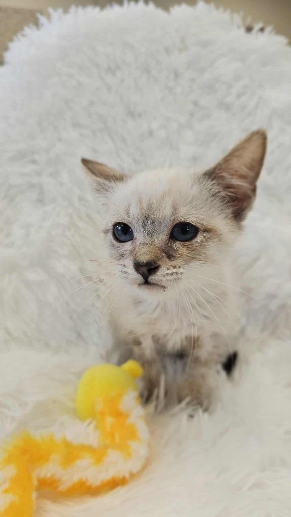 Enlarge Tempest - PENDING ADOPTION, a Adoptable Siamese in Defiance, OH image 3/6