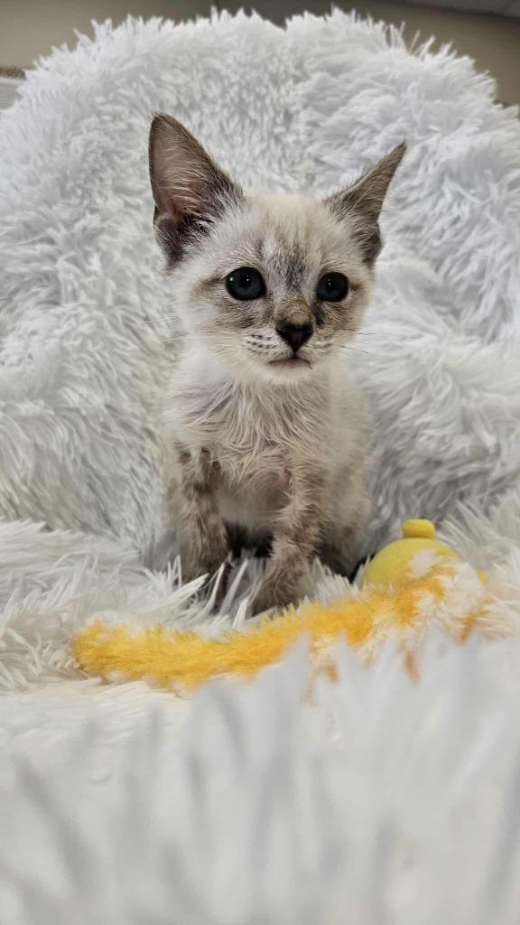 Enlarge Tempest - PENDING ADOPTION, a Adoptable Siamese in Defiance, OH image 4/6