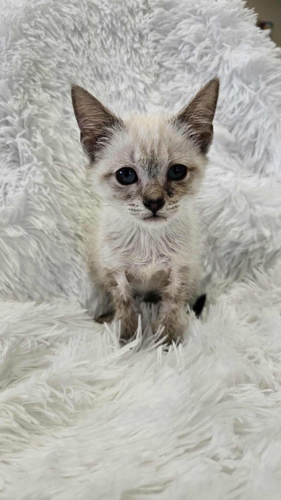 Enlarge Tempest - PENDING ADOPTION, a Adoptable Siamese in Defiance, OH image 5/6