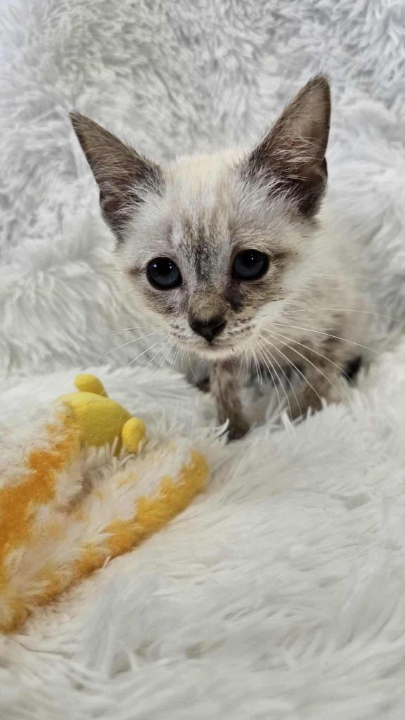 Enlarge Tempest - PENDING ADOPTION, a Adoptable Siamese in Defiance, OH image 6/6