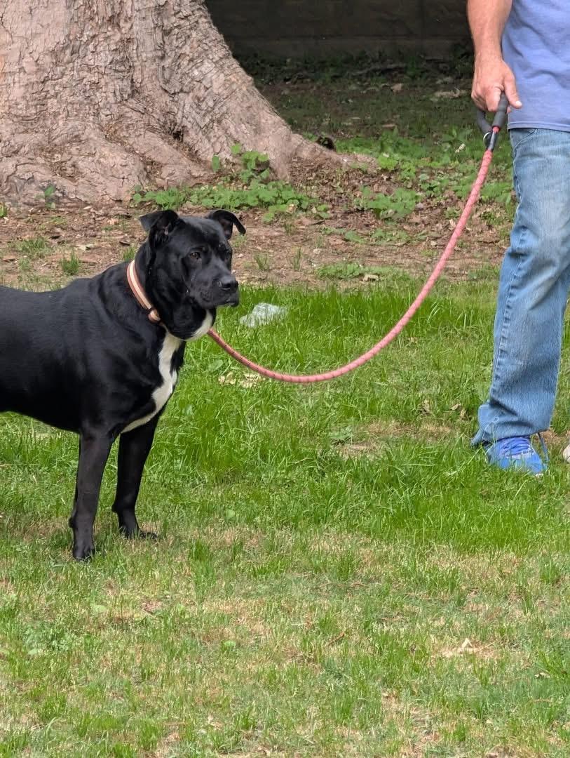 Tucker, ADOPTABLE, Adult Male Labrador Retriever.