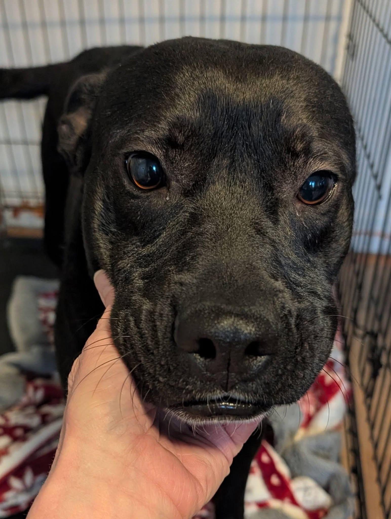 Enlarge Tucker, a ADOPTABLE mixed breed in Luttrell, TN image 5/5