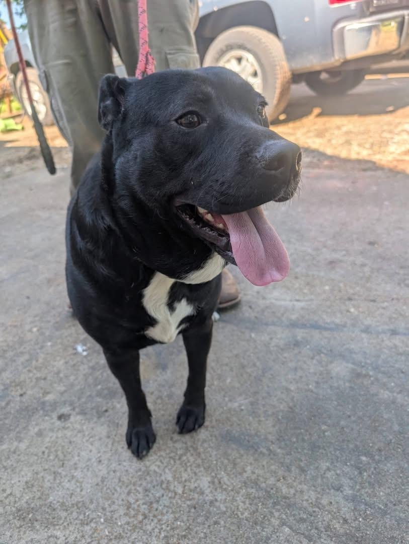 Enlarge Tucker, a ADOPTABLE mixed breed in Luttrell, TN image 3/5