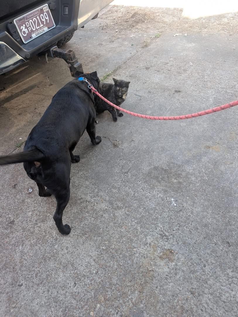 Enlarge Tucker, a ADOPTABLE mixed breed in Luttrell, TN image 4/5