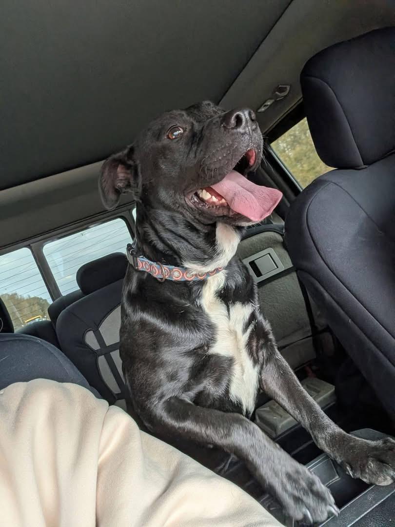 Enlarge Tucker, a ADOPTABLE mixed breed in Luttrell, TN image 2/5