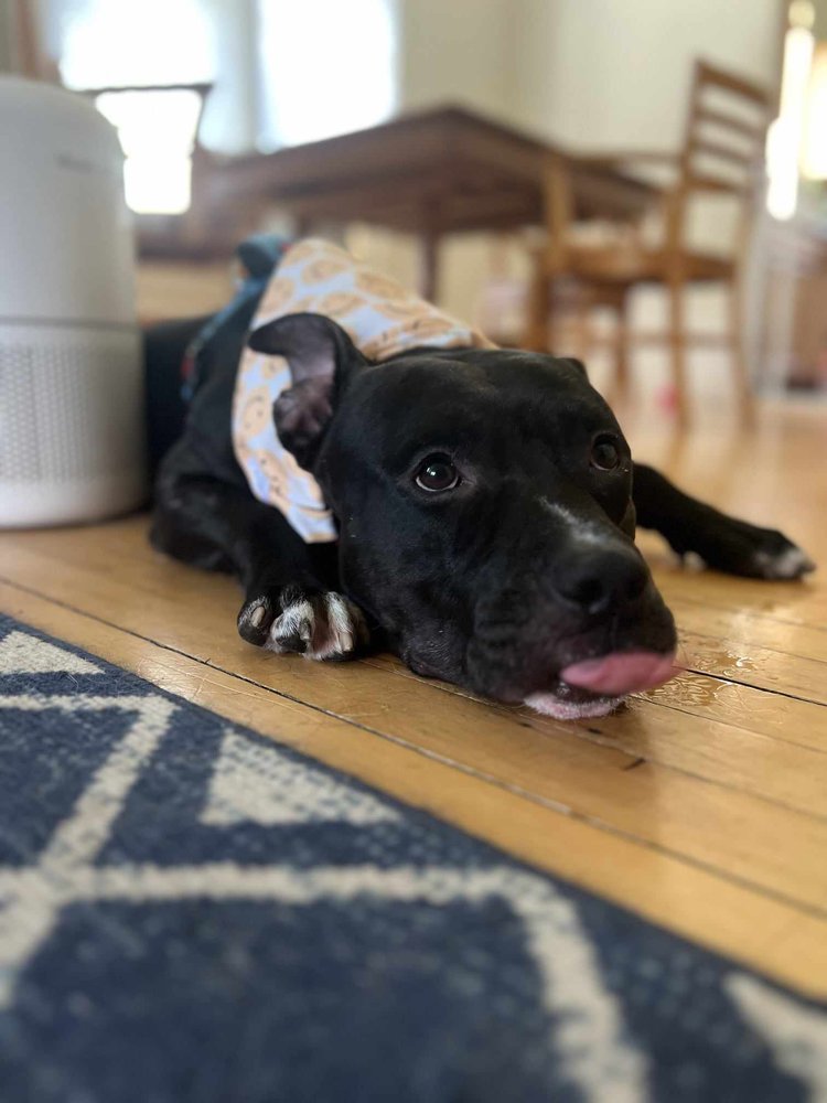 Enlarge Draco, a Adoptable mixed breed in Minneapolis, MN image 1/5