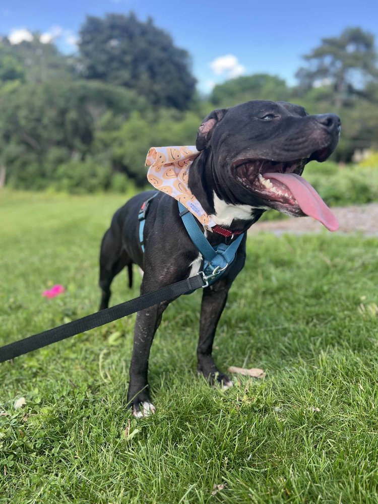 Enlarge Draco, a Adoptable mixed breed in Minneapolis, MN image 2/5