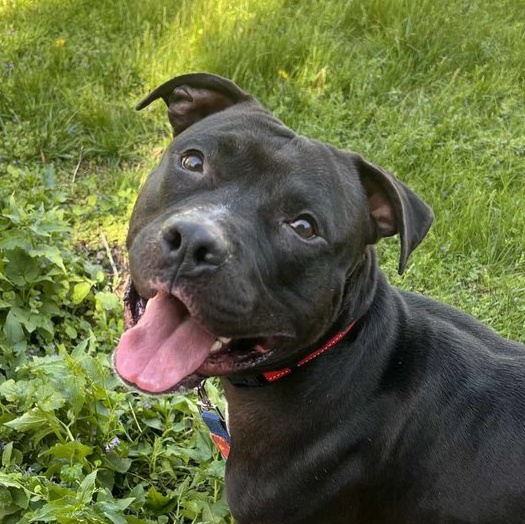 Enlarge Draco, a Adoptable mixed breed in Minneapolis, MN image 3/5