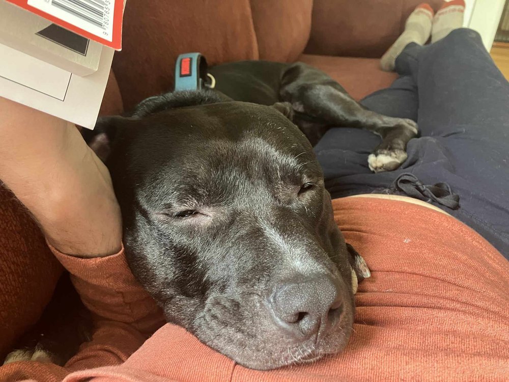 Enlarge Draco, a Adoptable mixed breed in Minneapolis, MN image 4/5