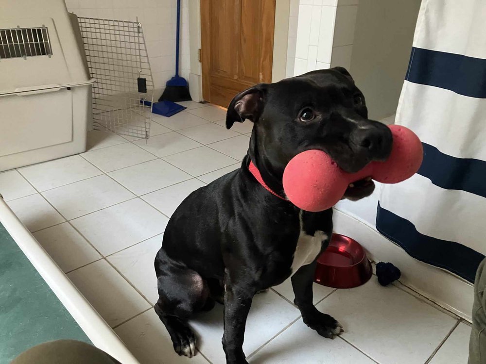 Enlarge Draco, a Adoptable mixed breed in Minneapolis, MN image 5/5