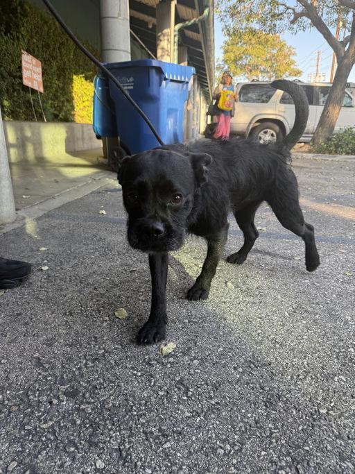 Benji, a Adoptable mixed breed in Los Angeles, CA image 1/2