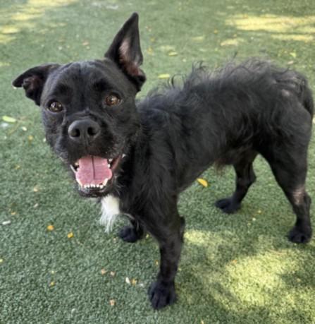 Benji, a Adoptable mixed breed in Los Angeles, CA image 2/2