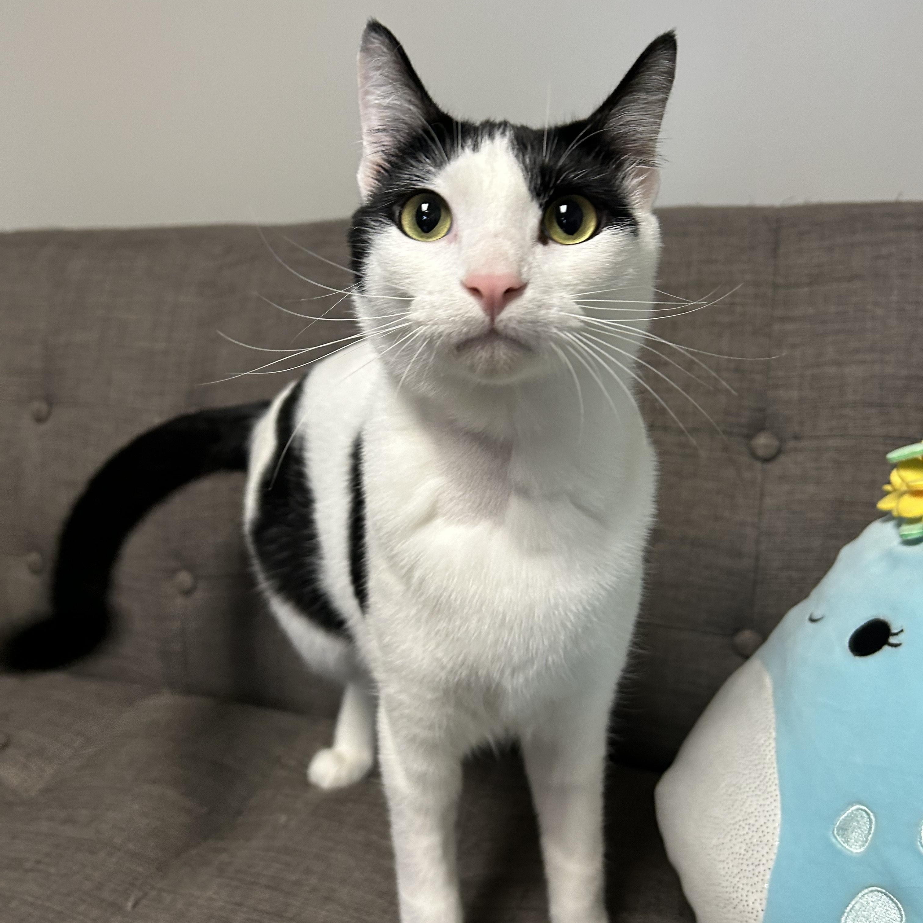 Enlarge Bullet, a Adopted Tuxedo in Tallahassee, FL image 5/6