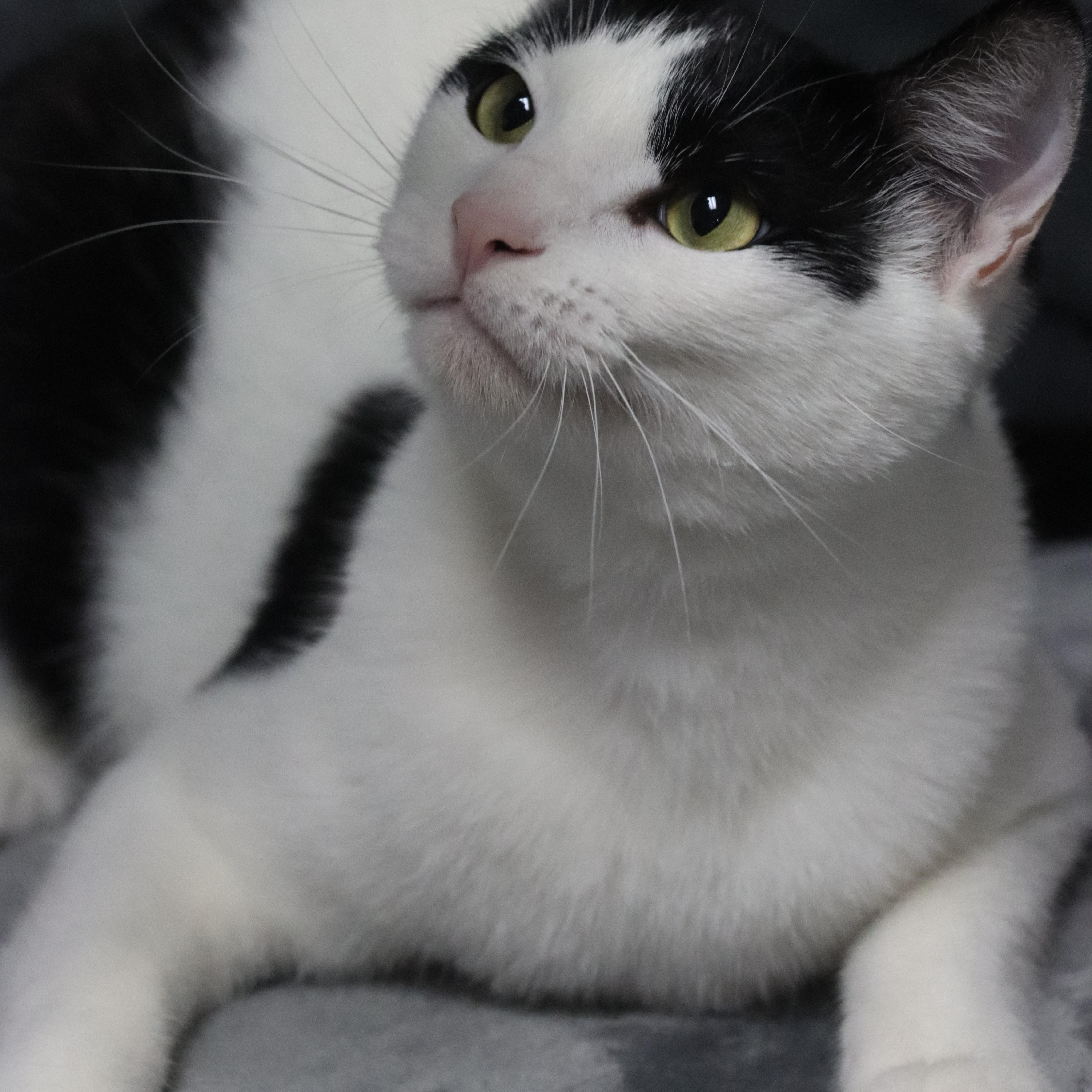 Enlarge Bullet, a Adopted Tuxedo in Tallahassee, FL image 1/6