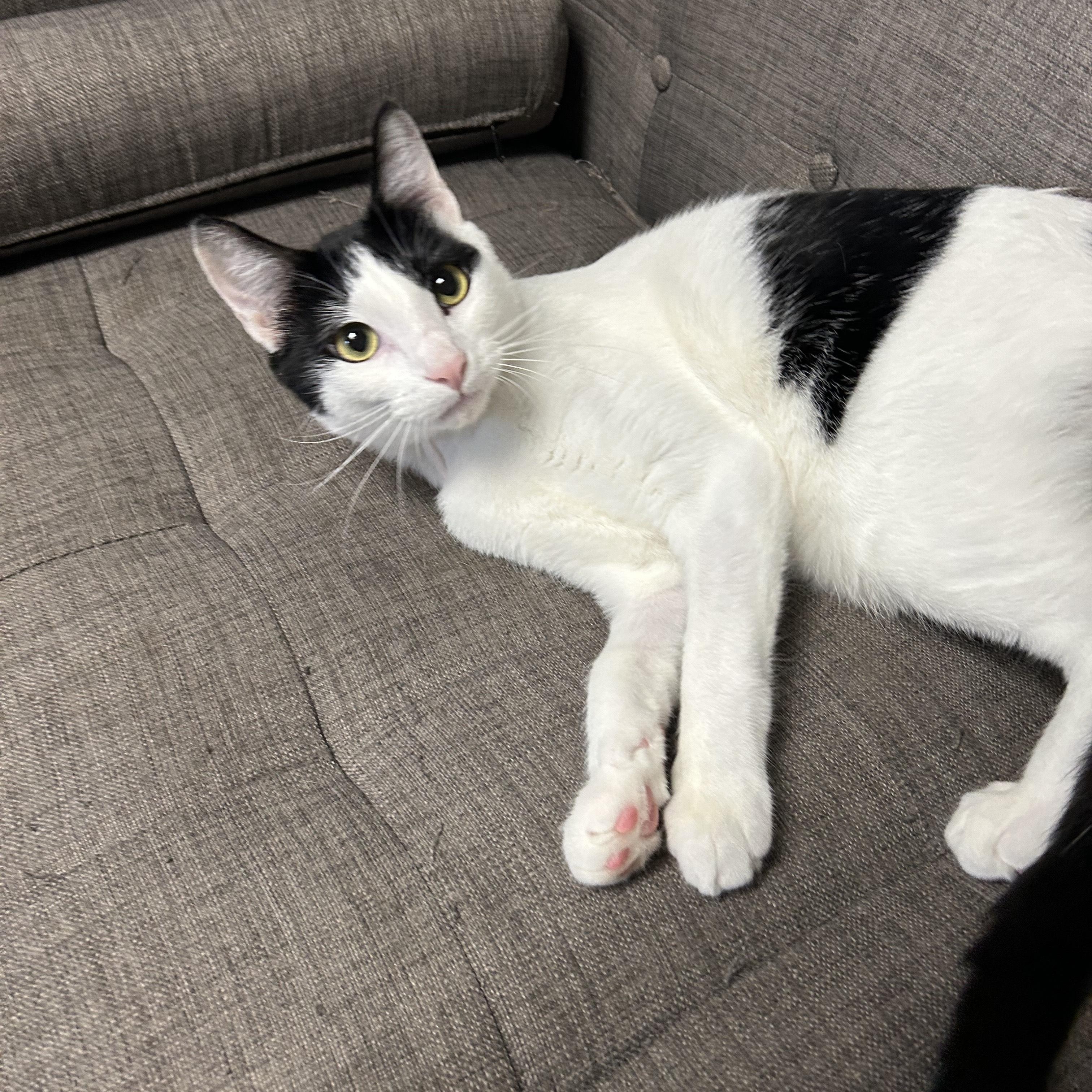 Enlarge Bullet, a Adopted Tuxedo in Tallahassee, FL image 6/6